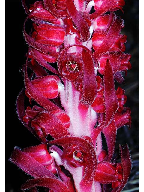 Sarcodes sanguinea (Snowplant) #75036