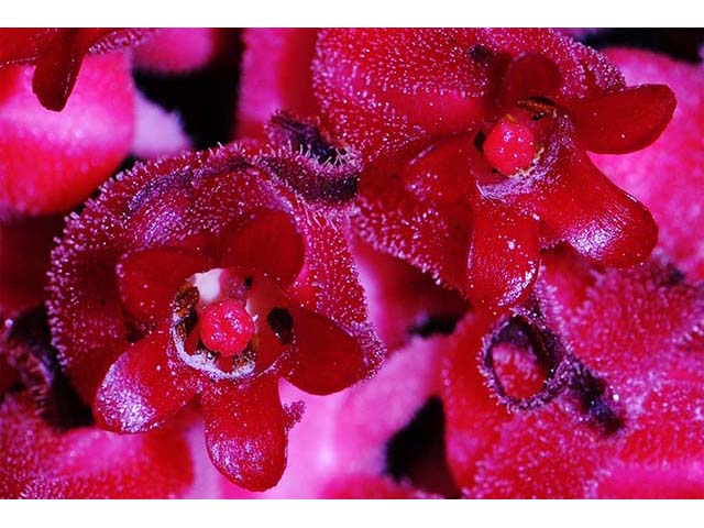 Sarcodes sanguinea (Snowplant) #75046