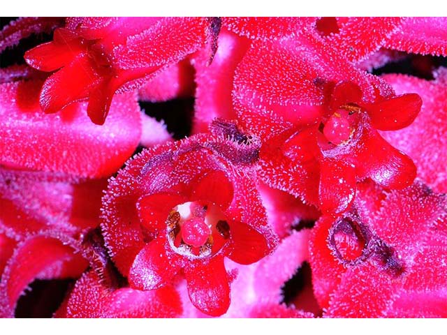 Sarcodes sanguinea (Snowplant) #75047