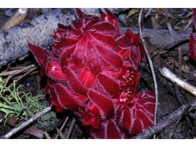 Sarcodes sanguinea (Snowplant) #75049