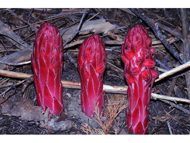 Sarcodes sanguinea (Snowplant) #75051