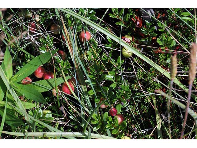 Vaccinium macrocarpon (Cranberry) #75053