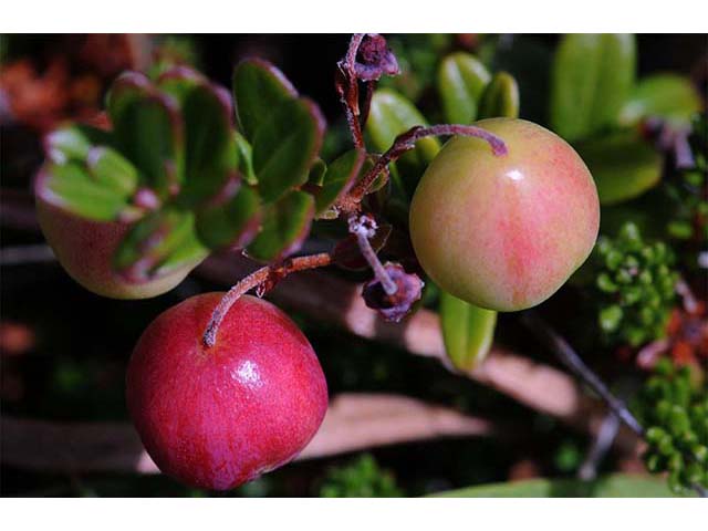 Vaccinium macrocarpon (Cranberry) #75060