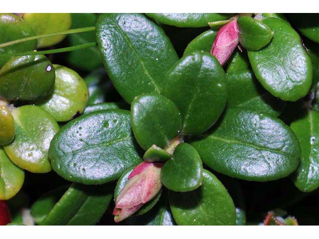 Vaccinium vitis-idaea ssp. minus (Northern mountain cranberry) #75070