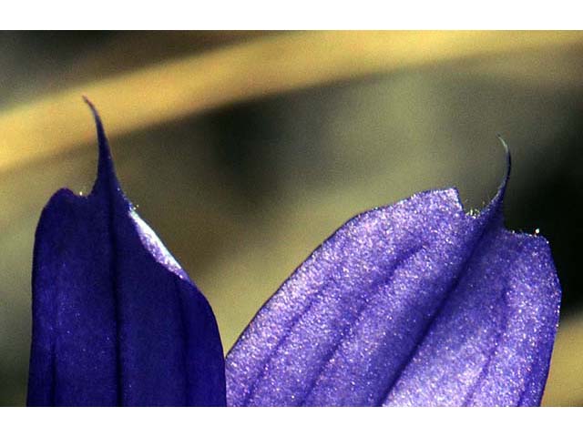 Sisyrinchium mucronatum (Needletip blue-eyed grass) #75097