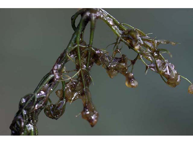 Utricularia purpurea (Eastern purple bladderwort) #75140