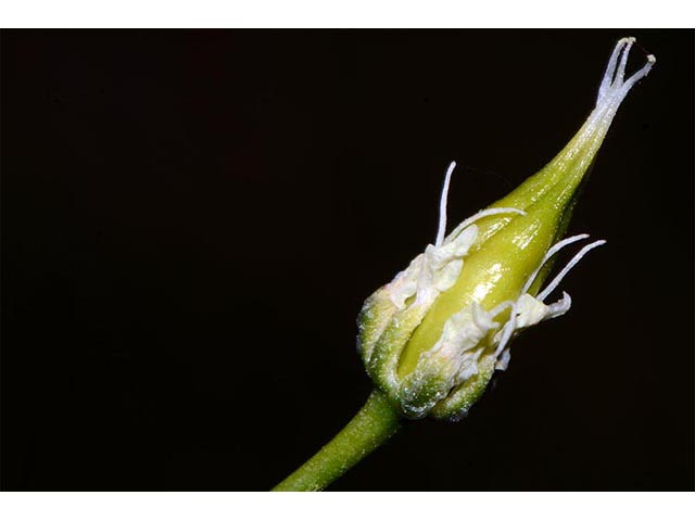 Zigadenus paniculatus (Foothill deathcamas) #75187