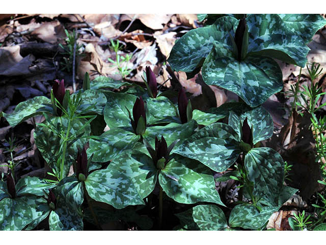 Trillium sessile (Toadshade) #75189