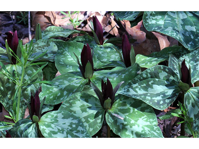 Trillium sessile (Toadshade) #75190