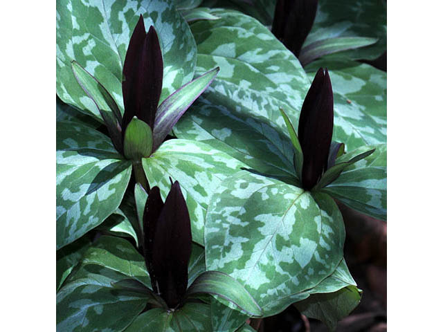 Trillium sessile (Toadshade) #75191