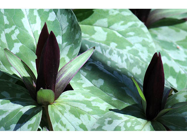 Trillium sessile (Toadshade) #75192