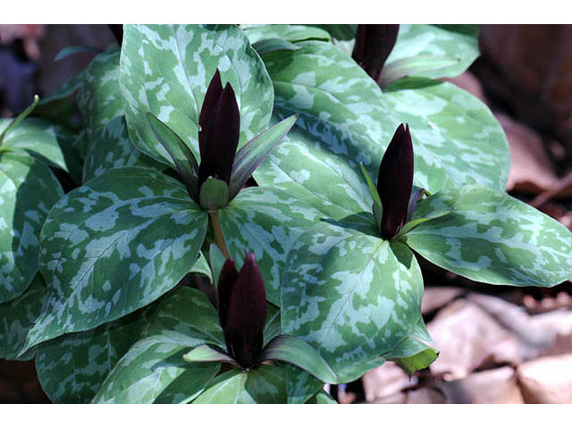 Trillium sessile (Toadshade) #75193