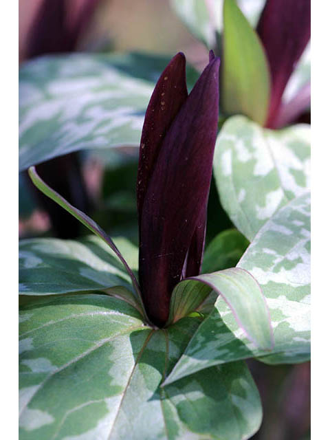 Trillium sessile (Toadshade) #75194