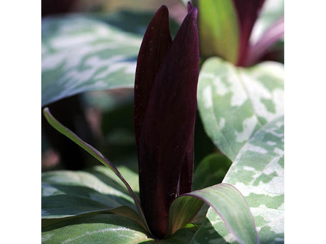 Trillium sessile (Toadshade) #75195