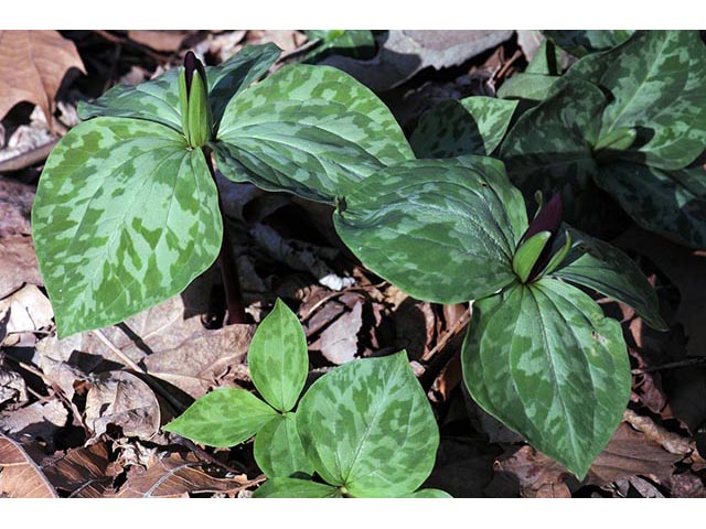 Trillium sessile (Toadshade) #75196