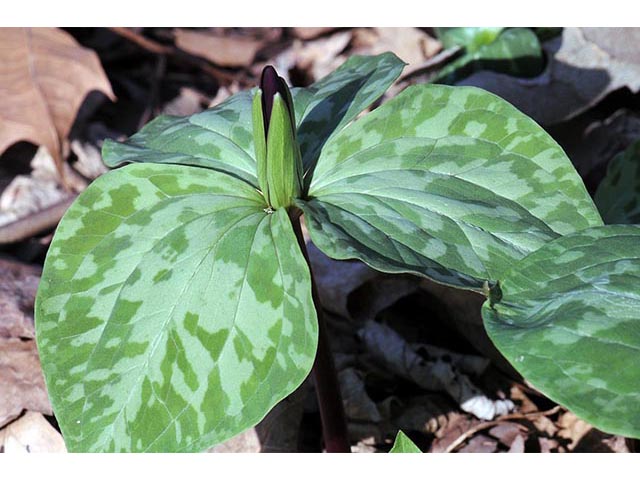 Trillium sessile (Toadshade) #75197