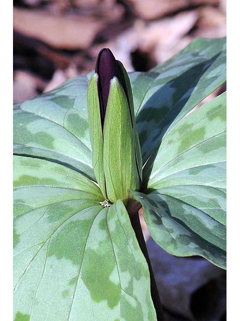 Trillium sessile (Toadshade) #75198