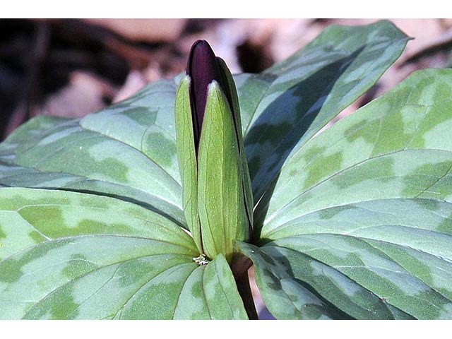 Trillium sessile (Toadshade) #75199