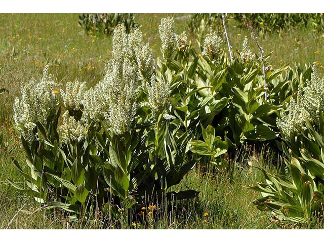 Veratrum californicum (California false hellebore) #75214