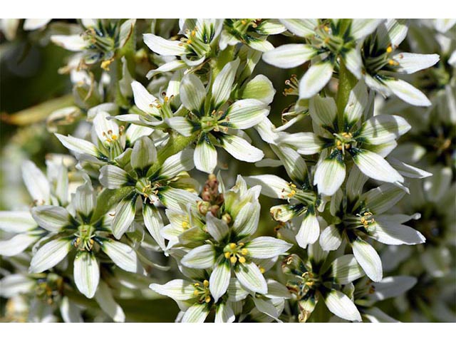 Veratrum californicum (California false hellebore) #75217