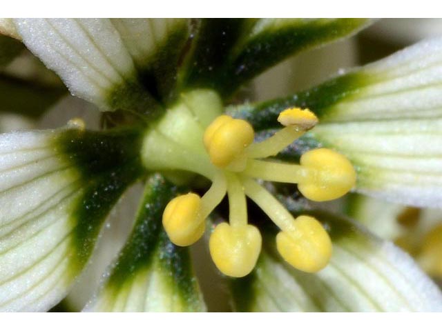 Veratrum californicum (California false hellebore) #75223