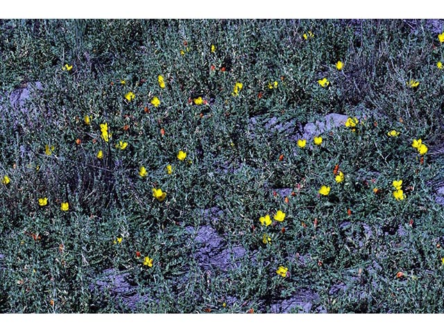 Camissonia tanacetifolia (Tansyleaf evening-primrose) #75233