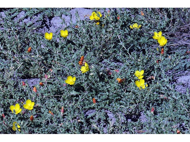 Camissonia tanacetifolia (Tansyleaf evening-primrose) #75234