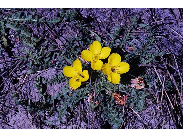 Camissonia tanacetifolia (Tansyleaf evening-primrose) #75239