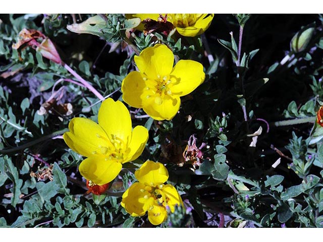 Camissonia tanacetifolia (Tansyleaf evening-primrose) #75241