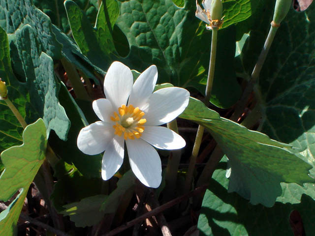 Sanguinaria canadensis (Bloodroot) #75286