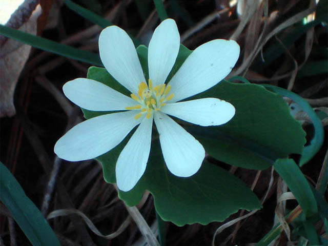 Sanguinaria canadensis (Bloodroot) #75287