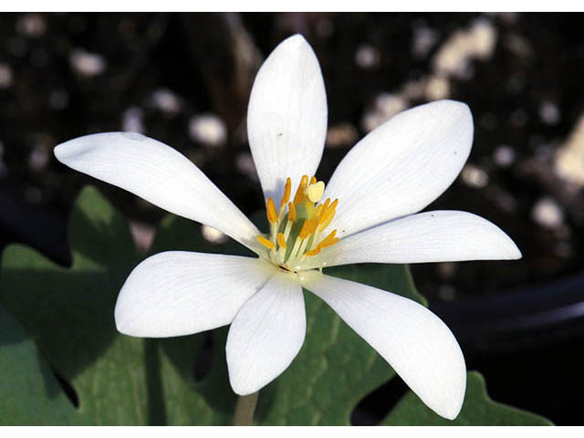 Sanguinaria canadensis (Bloodroot) #75289