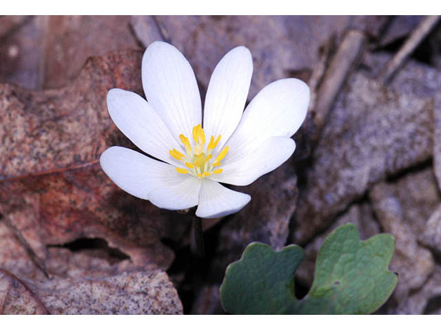 Sanguinaria canadensis (Bloodroot) #75296