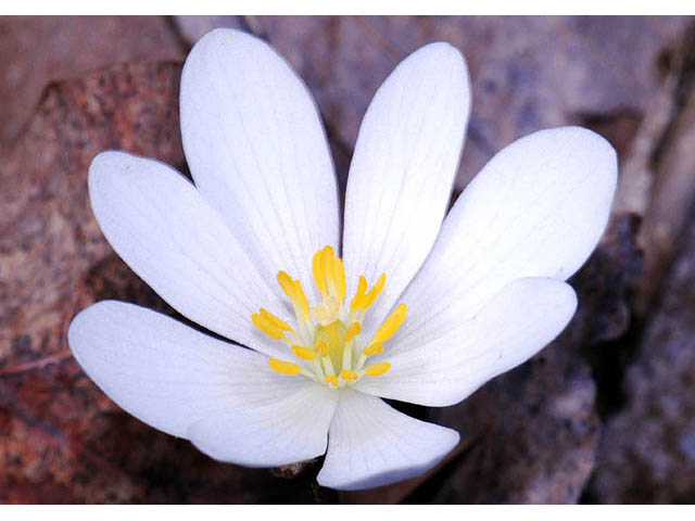 Sanguinaria canadensis (Bloodroot) #75297