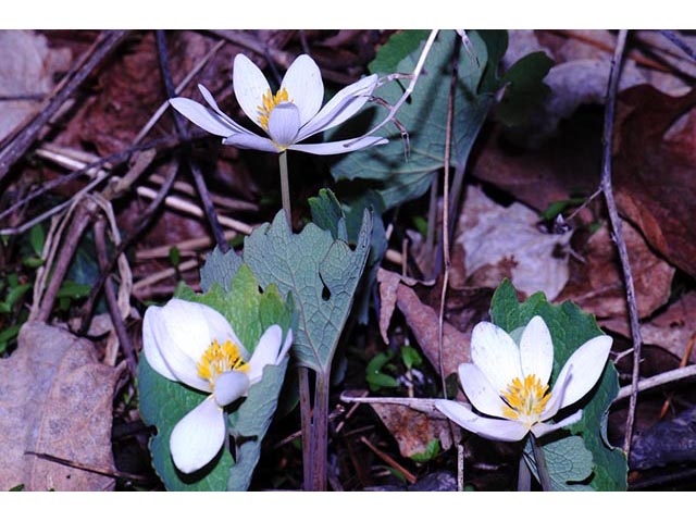 Sanguinaria canadensis (Bloodroot) #75299