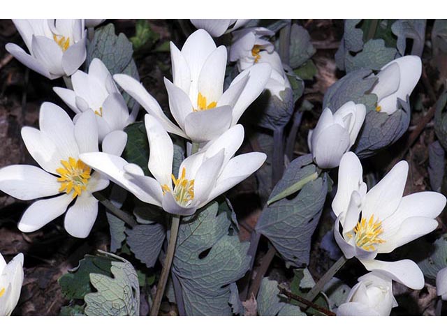 Sanguinaria canadensis (Bloodroot) #75307