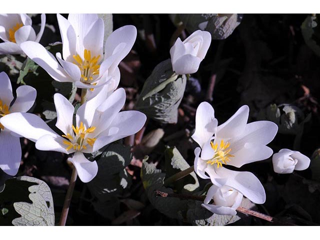 Sanguinaria canadensis (Bloodroot) #75309