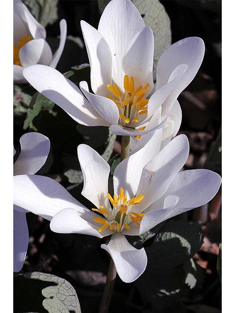 Sanguinaria canadensis (Bloodroot) #75310