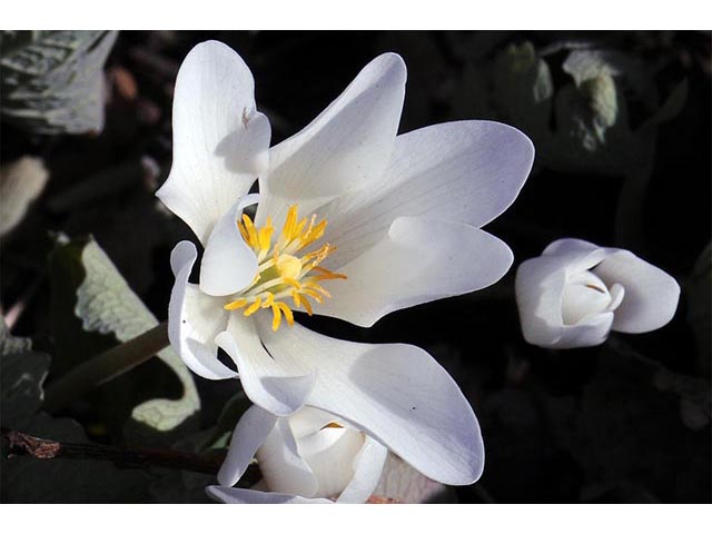 Sanguinaria canadensis (Bloodroot) #75311