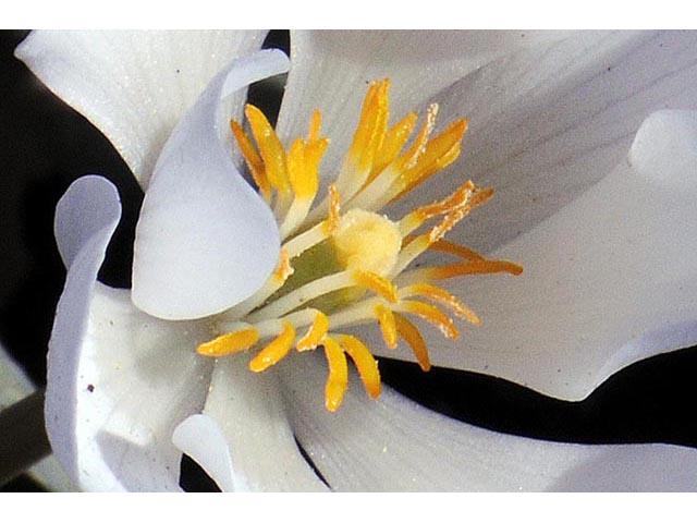 Sanguinaria canadensis (Bloodroot) #75312