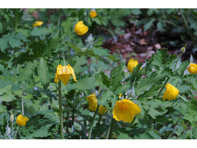 Stylophorum diphyllum (Celandine poppy) #75313