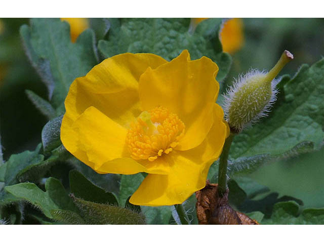 Stylophorum diphyllum (Celandine poppy) #75317