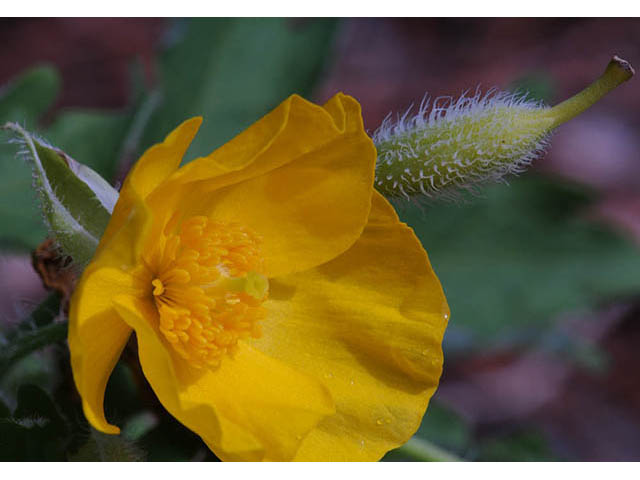 Stylophorum diphyllum (Celandine poppy) #75320