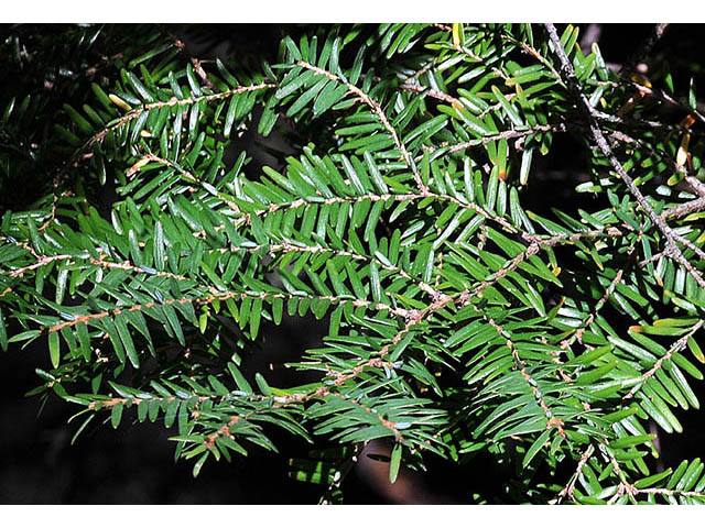 Tsuga canadensis (Eastern hemlock) #75328