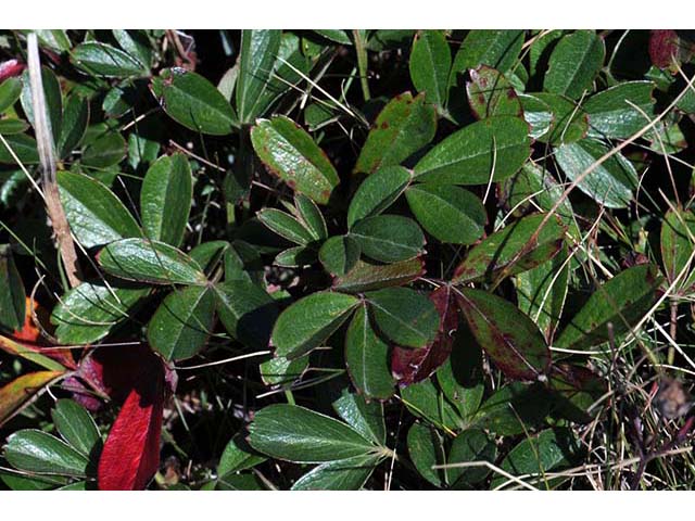 Sibbaldiopsis tridentata (Shrubby five-fingers) #75374