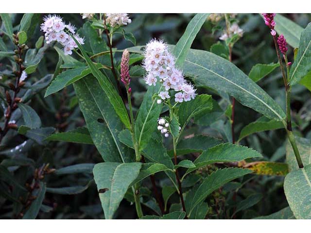 Spiraea alba var. latifolia (White meadowsweet) #75395