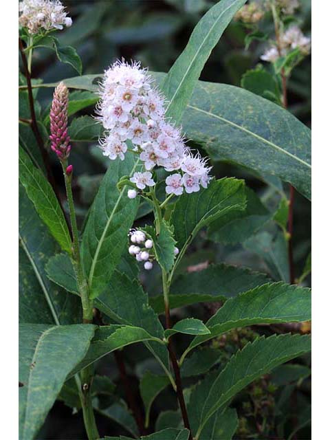 Spiraea alba var. latifolia (White meadowsweet) #75396