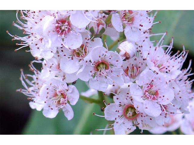 Spiraea alba var. latifolia (White meadowsweet) #75399