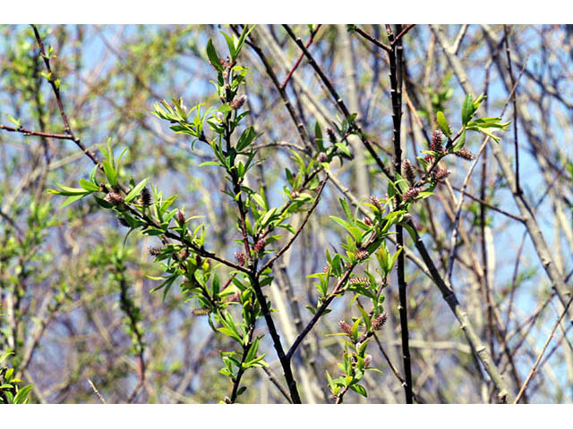 Salix interior (Sandbar willow) #75414