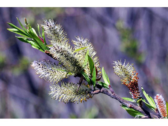 Salix interior (Sandbar willow) #75415